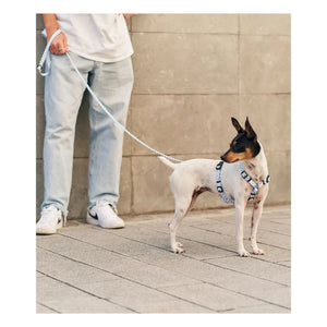 Cafide - Juno köpek tasması | Açık mavi