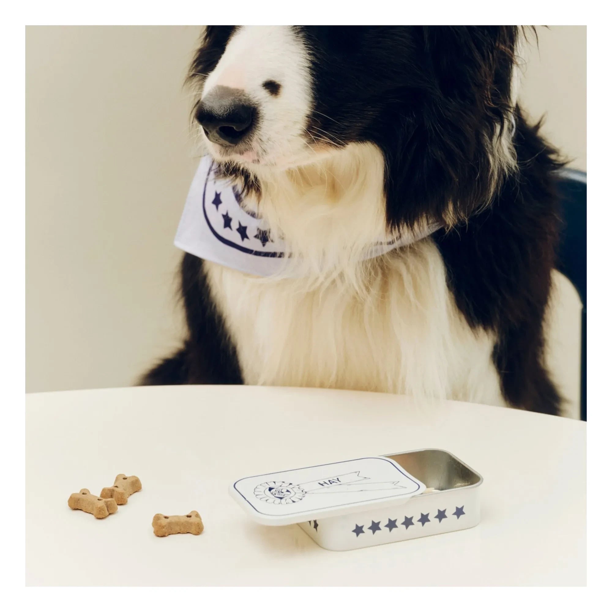 Hay - Köpek ödül kutusu | Mavi