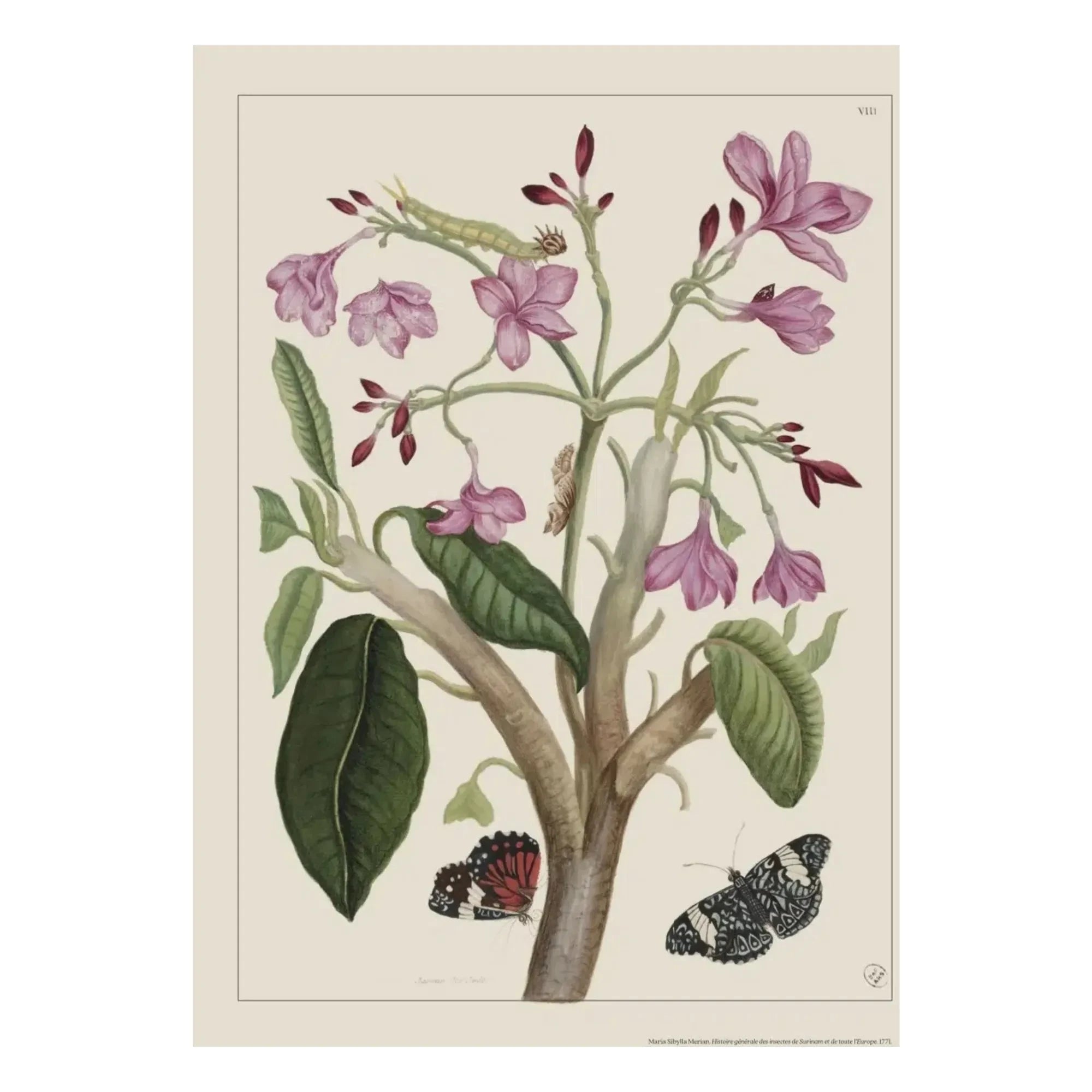 Les Jolies Planches - Hint Yasemini posteri