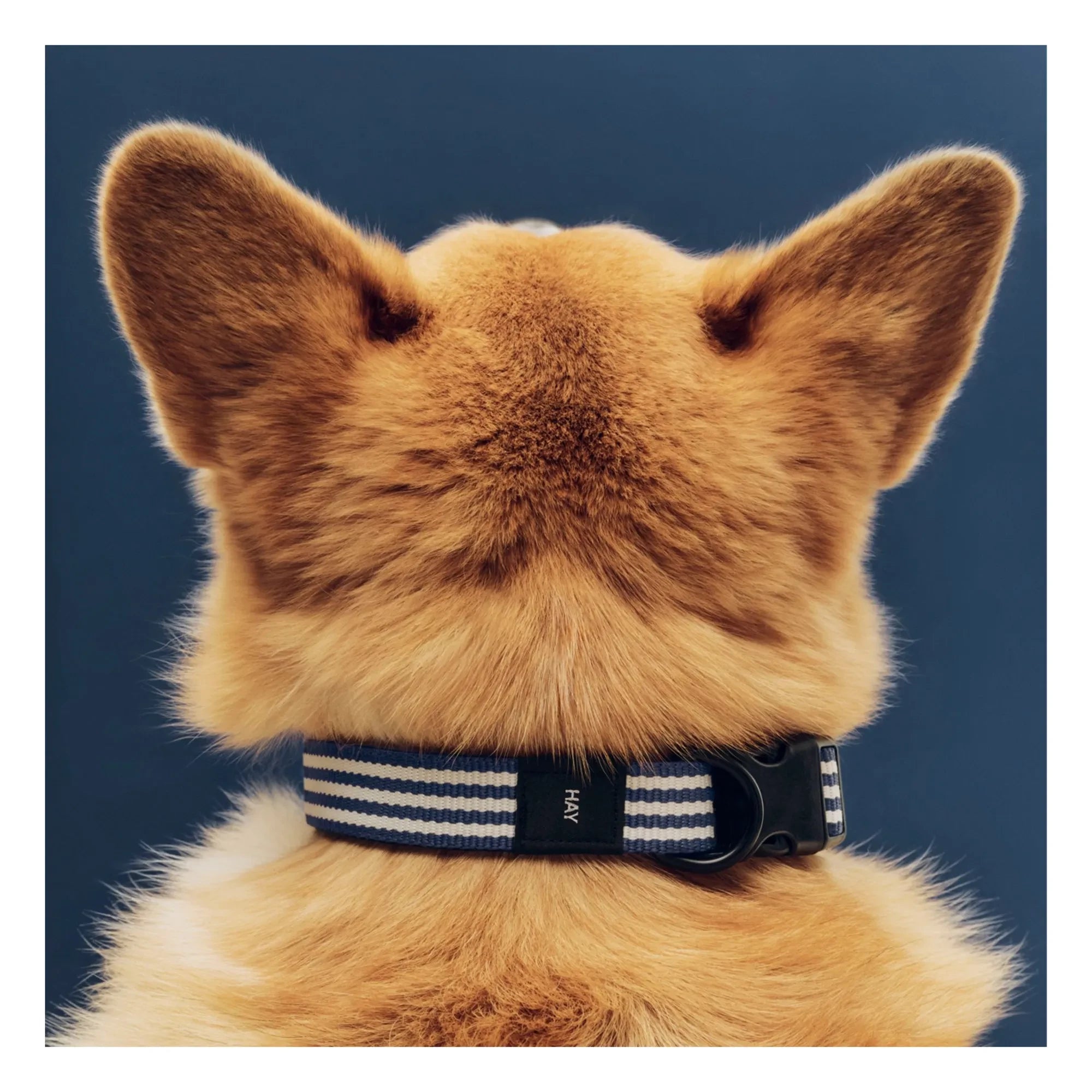 Hay - Çizgili köpek tasması | Mavi